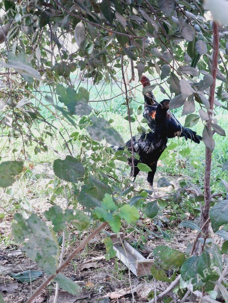 baysy - Сакар - img 2