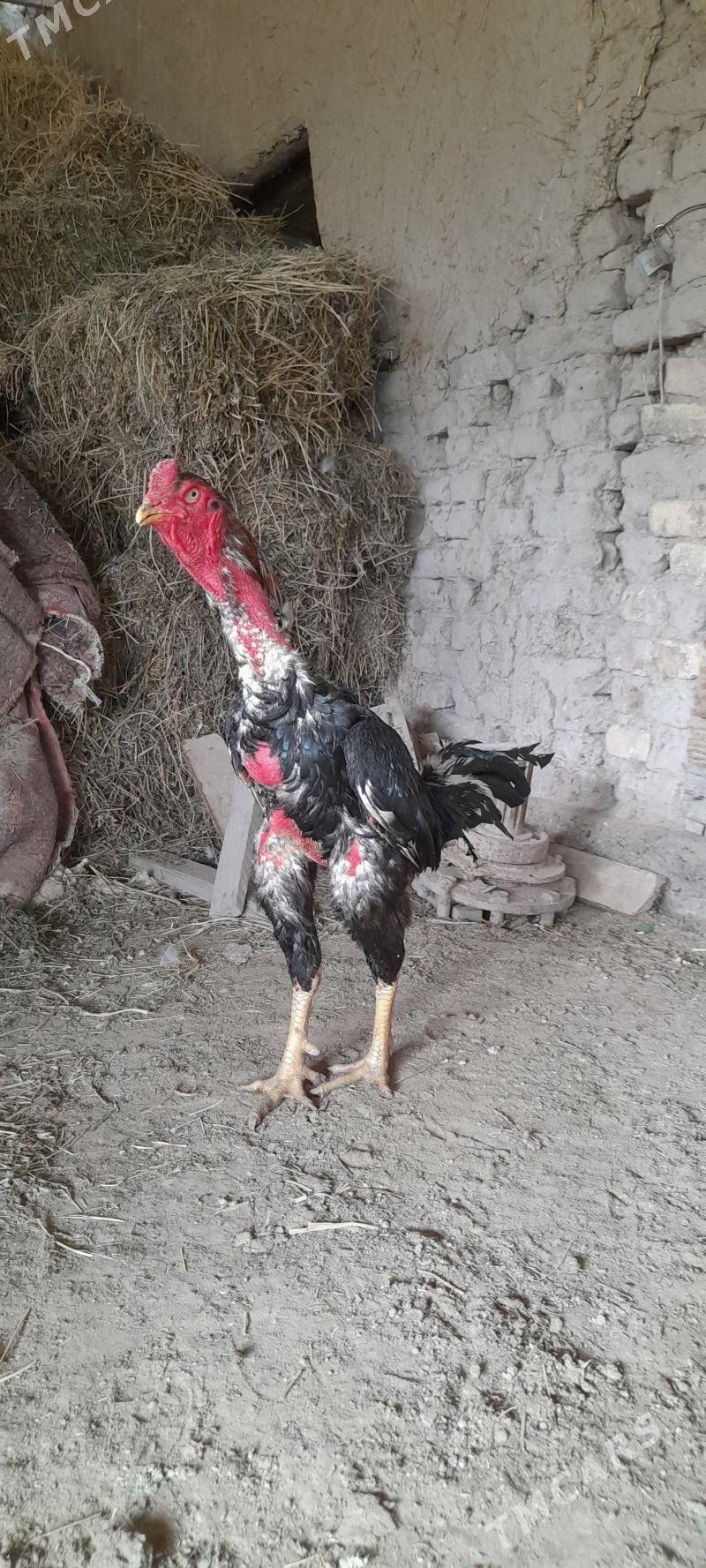 Azil jüýje - Garabekewül - img 5