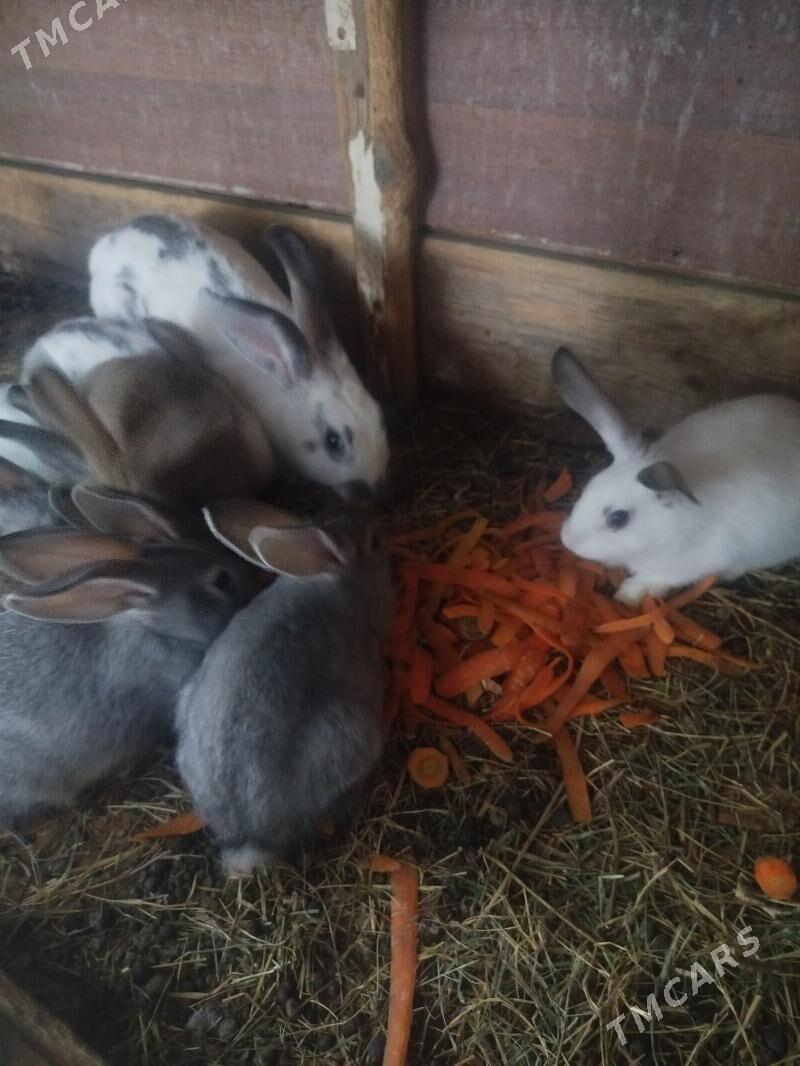 Towşan - Arzuw - img 3