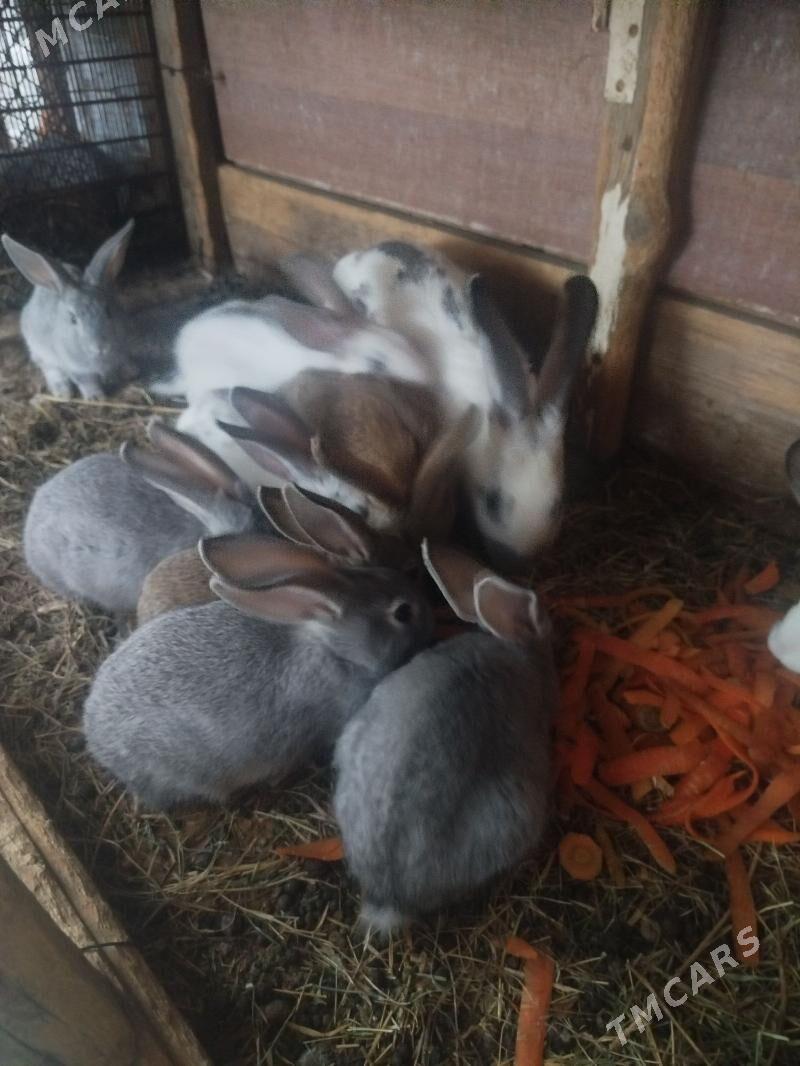 Towşan - Arzuw - img 4