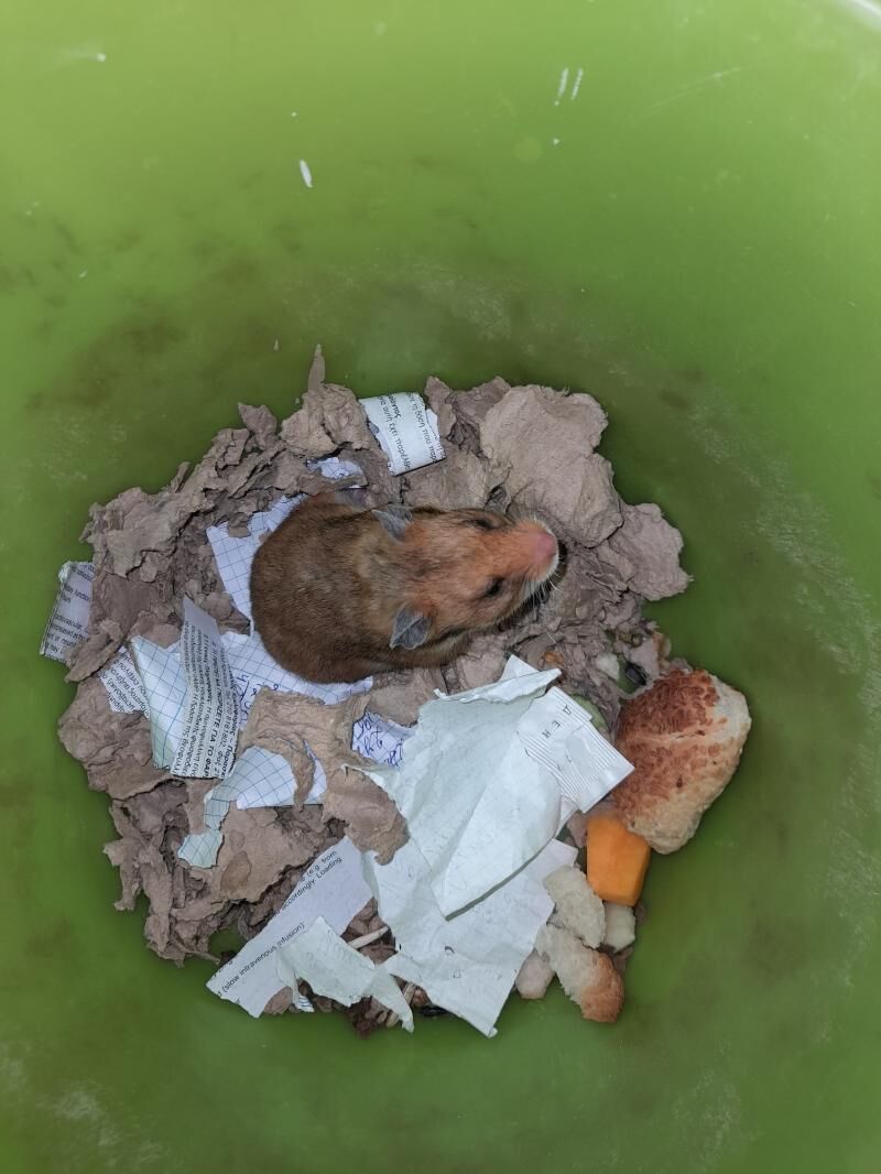 хомяк - Ашхабад - img 3