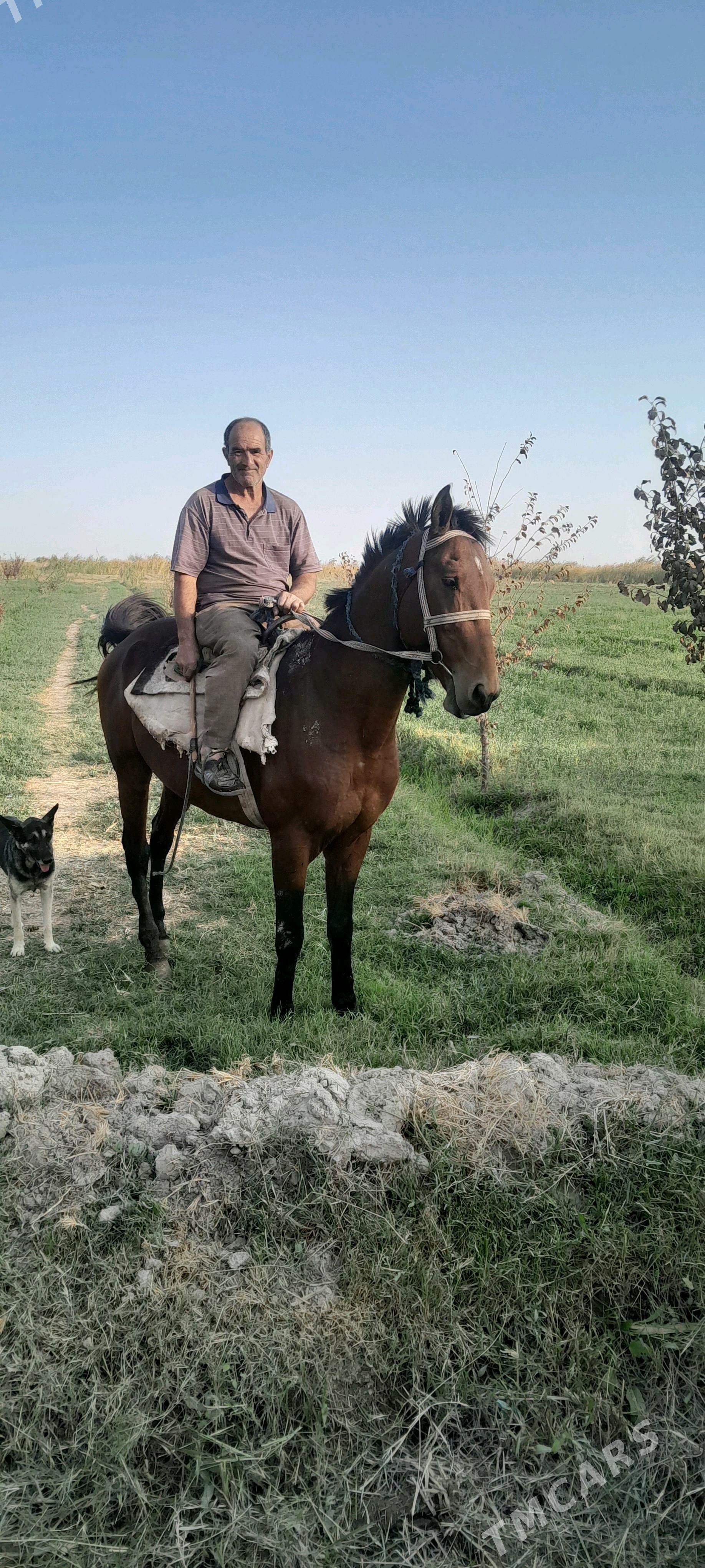 at  at - Сакарчага - img 1