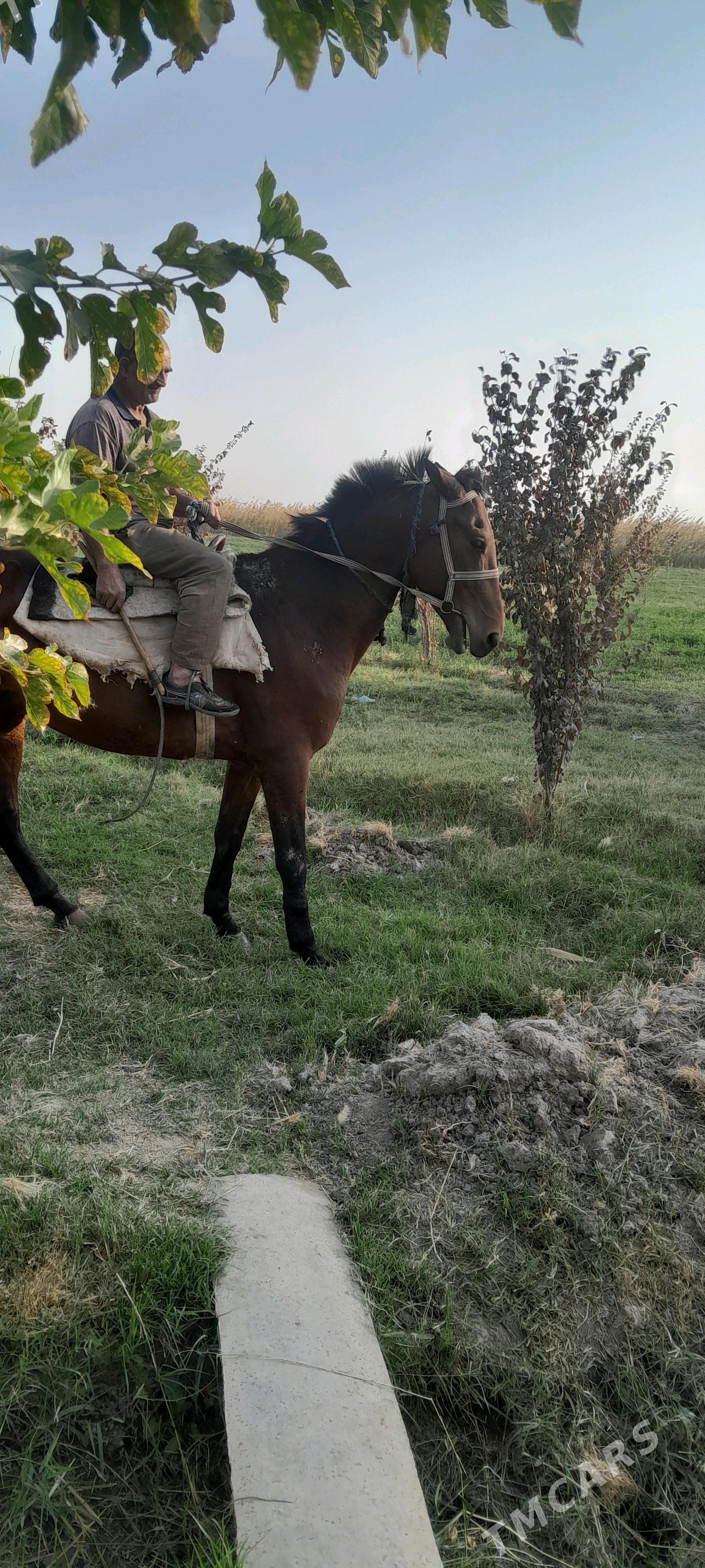 at  at - Сакарчага - img 2