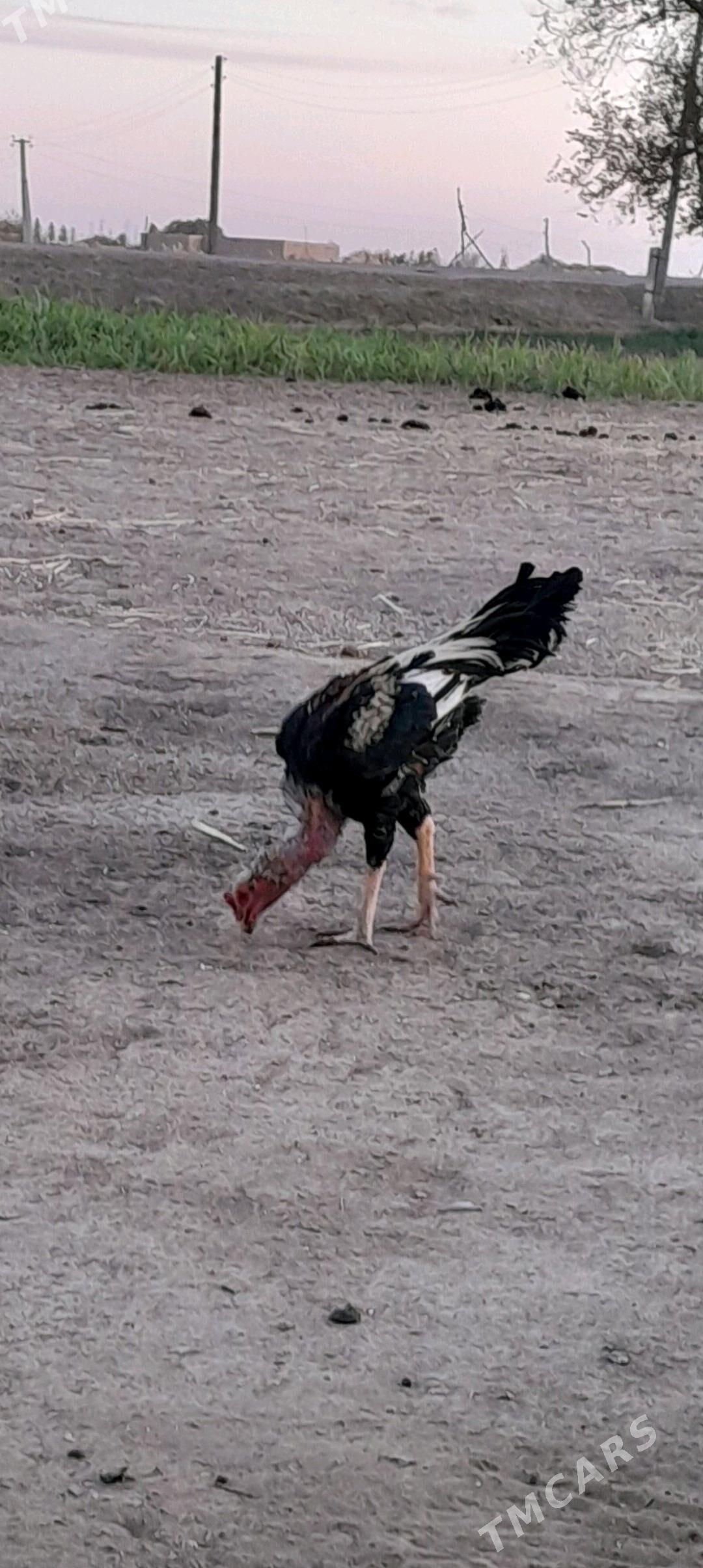 horaz - Акдепе - img 2