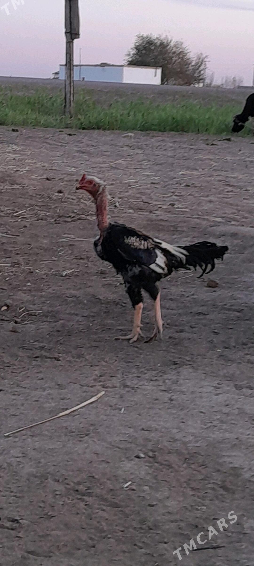 horaz - Акдепе - img 3