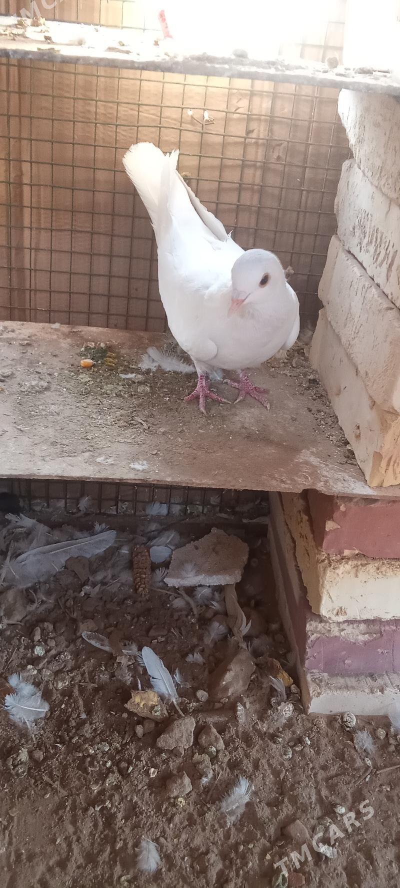 🪽️ keoderi ️🪽 - Garagum etraby - img 4