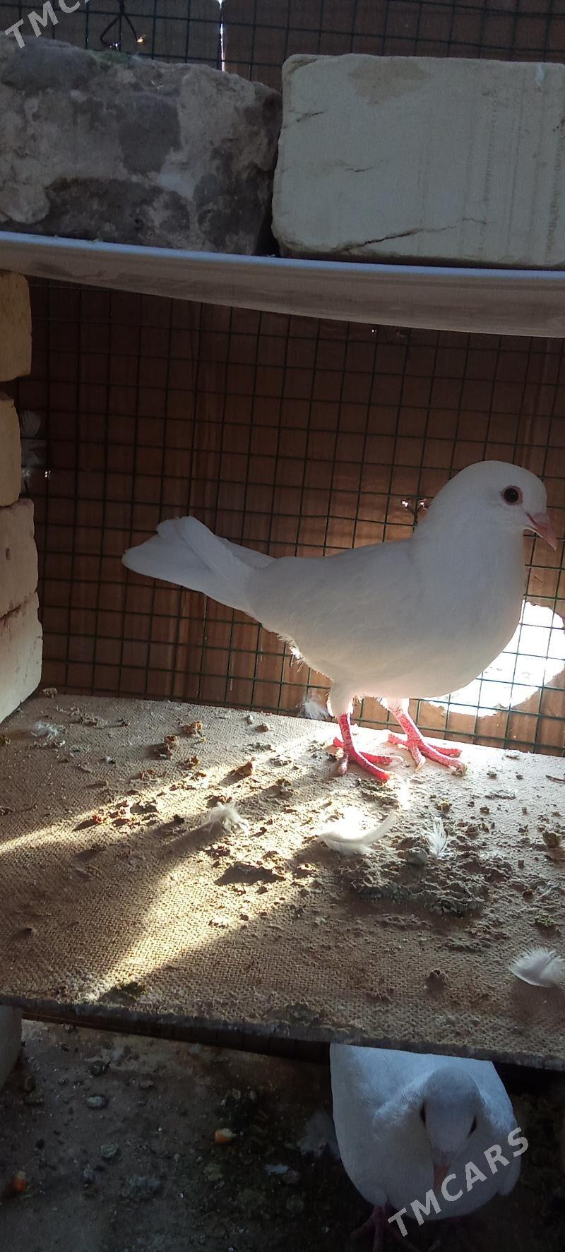 🪽️ keoderi ️🪽 - Garagum etraby - img 2