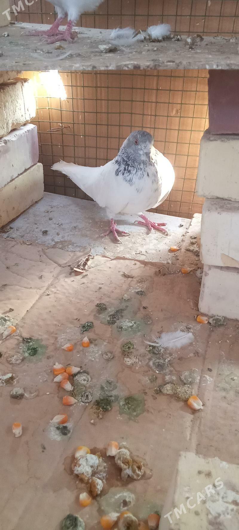 🪽️ keoderi ️🪽 - Garagum etraby - img 1