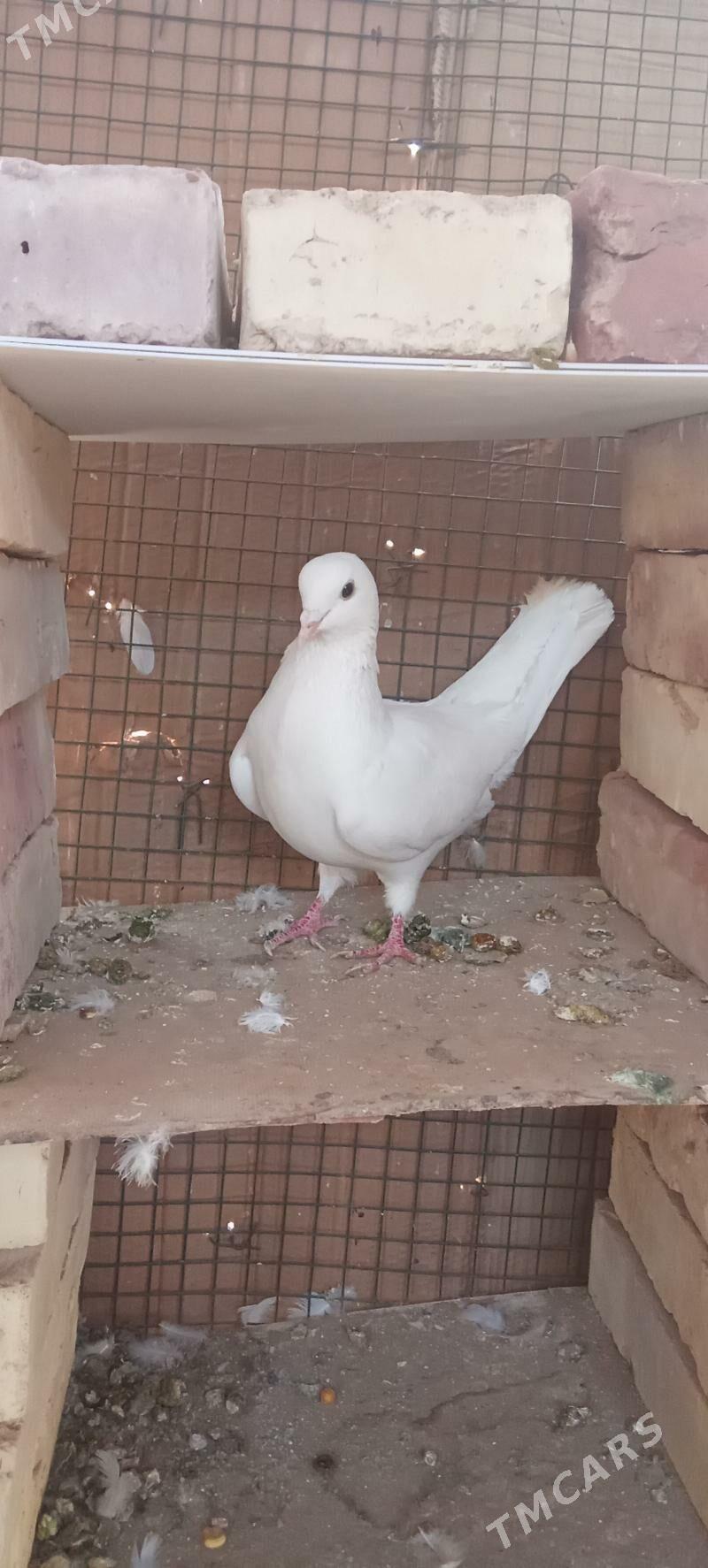 🪽️ keoderi ️🪽 - Garagum etraby - img 3