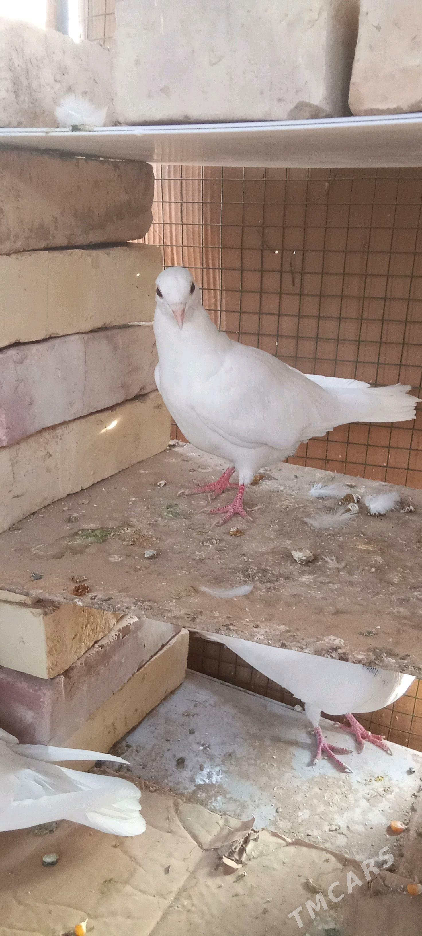 🪽️ keoderi ️🪽 - Garagum etraby - img 5