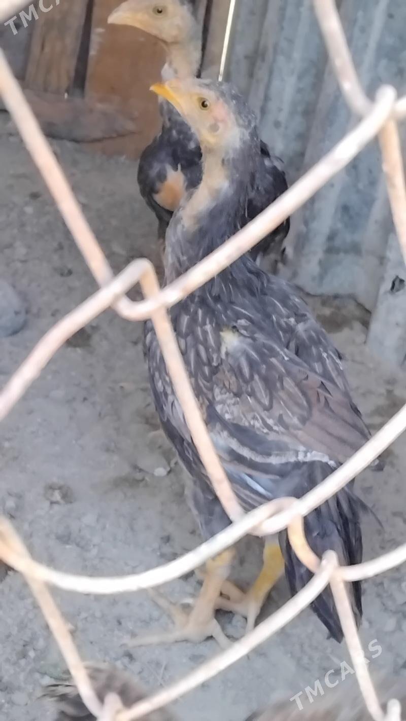 taşkent - Gökdepe - img 1