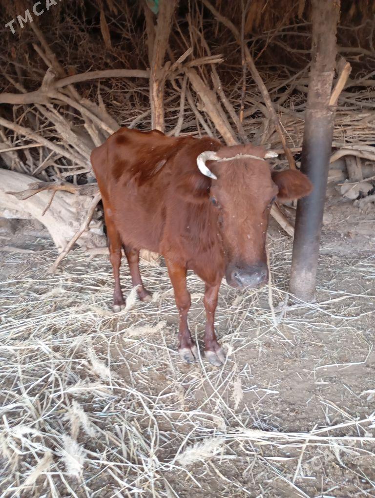 Gaçar gysyr - Губадаг - img 5