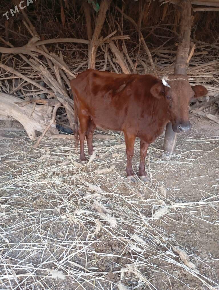 Gaçar gysyr - Губадаг - img 3