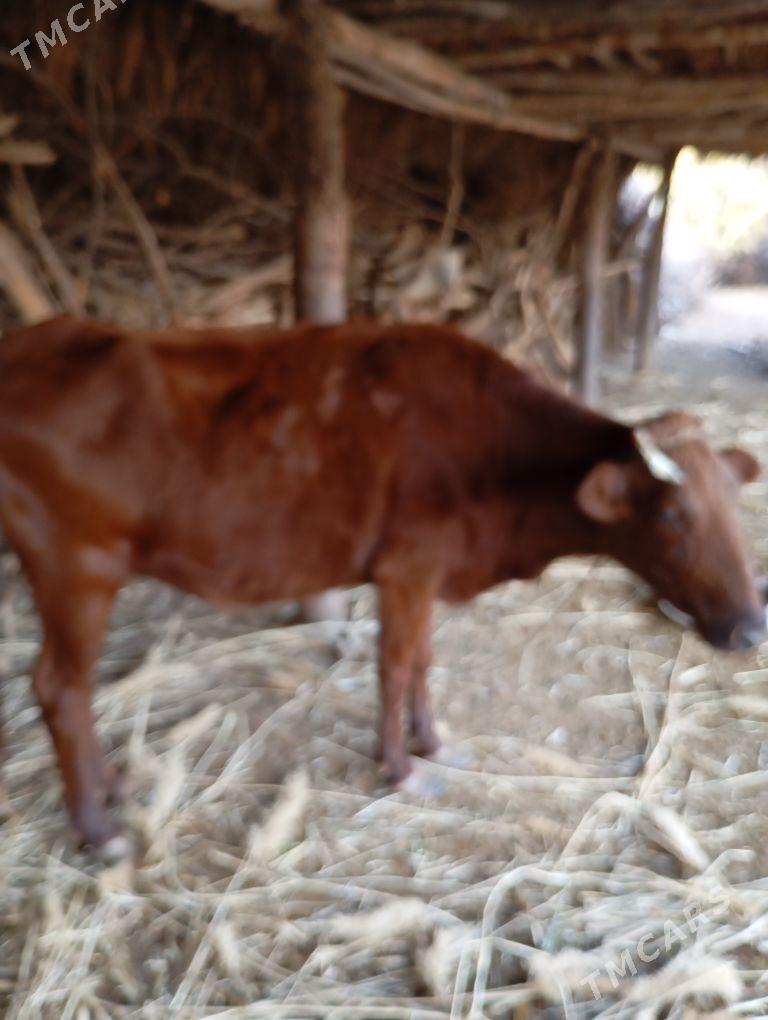 Gaçar gysyr - Губадаг - img 1