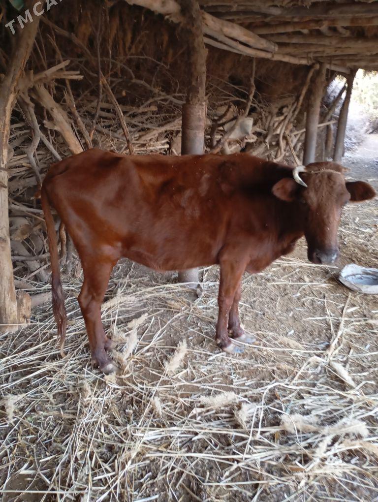 Gaçar gysyr - Губадаг - img 4