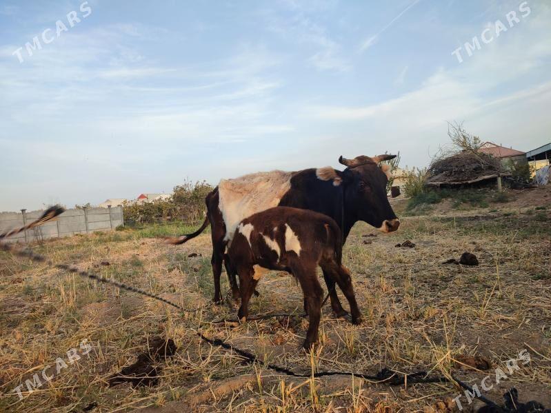 göleli sygyr - Mary - img 1