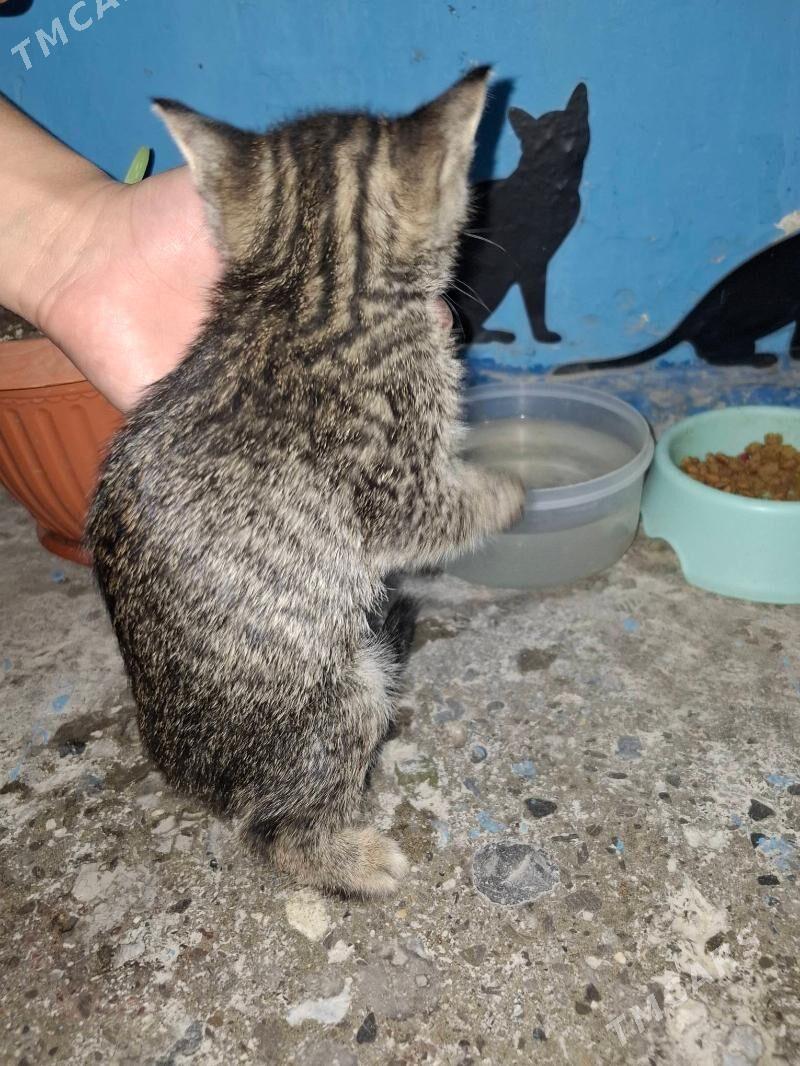 Котёнок в добрые руки,срочно! - Мир 2 - img 2