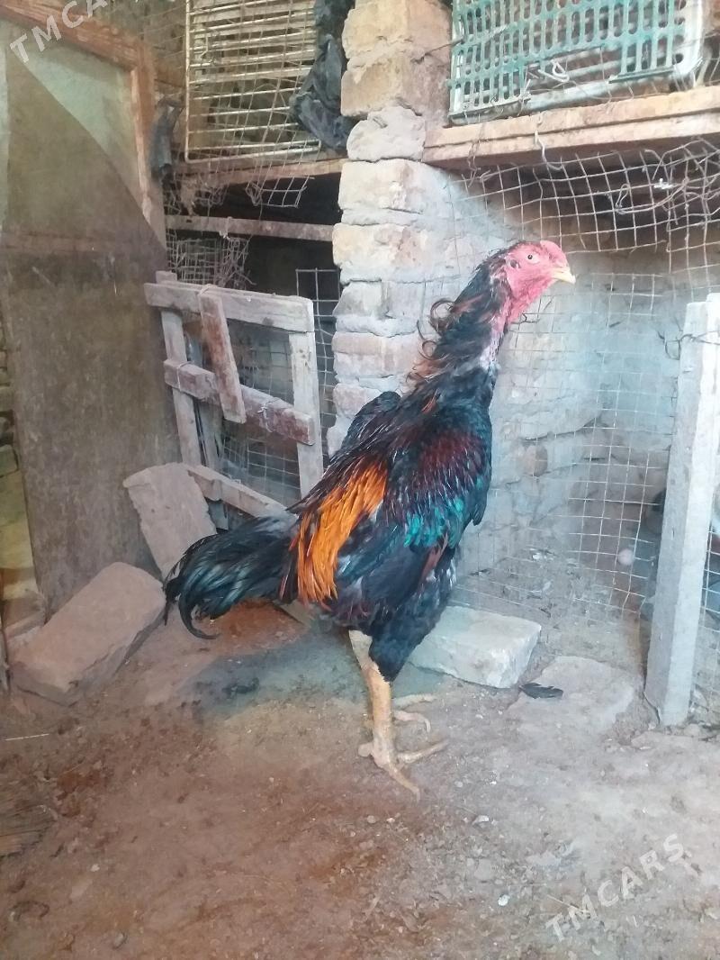 baysow horaz - Чарджоу - img 2
