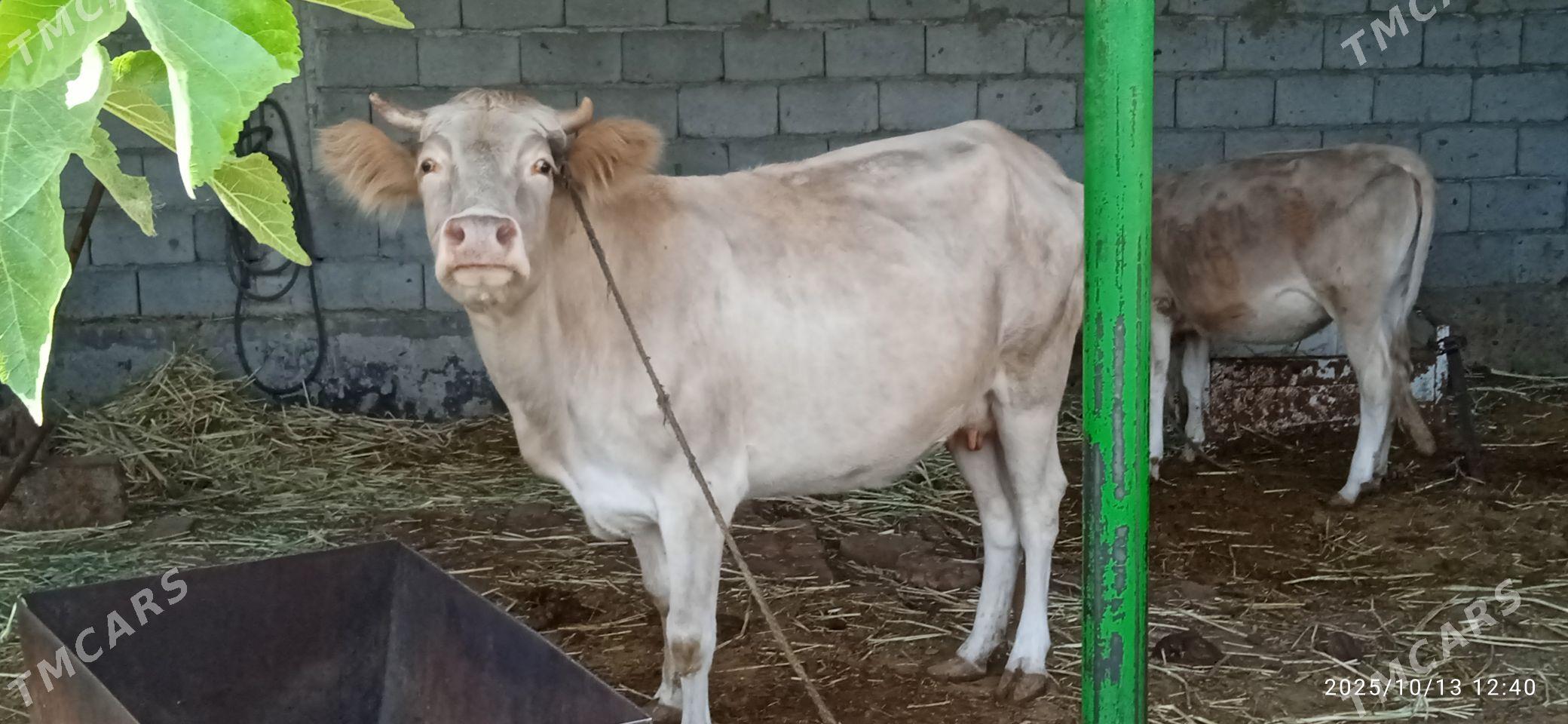 sygyr goleli - Гёкдепе - img 2