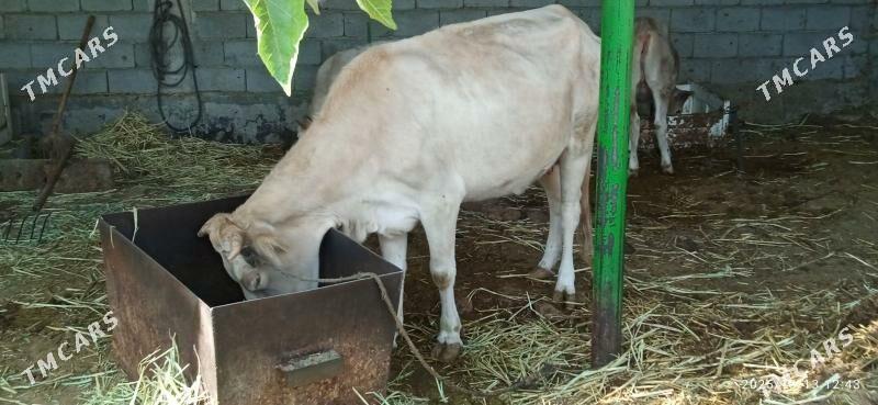 sygyr goleli - Гёкдепе - img 1