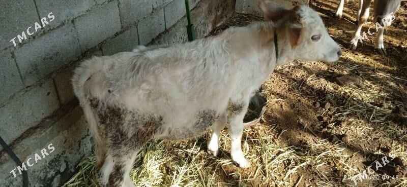 sygyr goleli - Гёкдепе - img 3