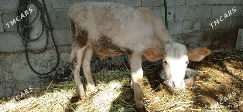 sygyr goleli - Гёкдепе - img 4