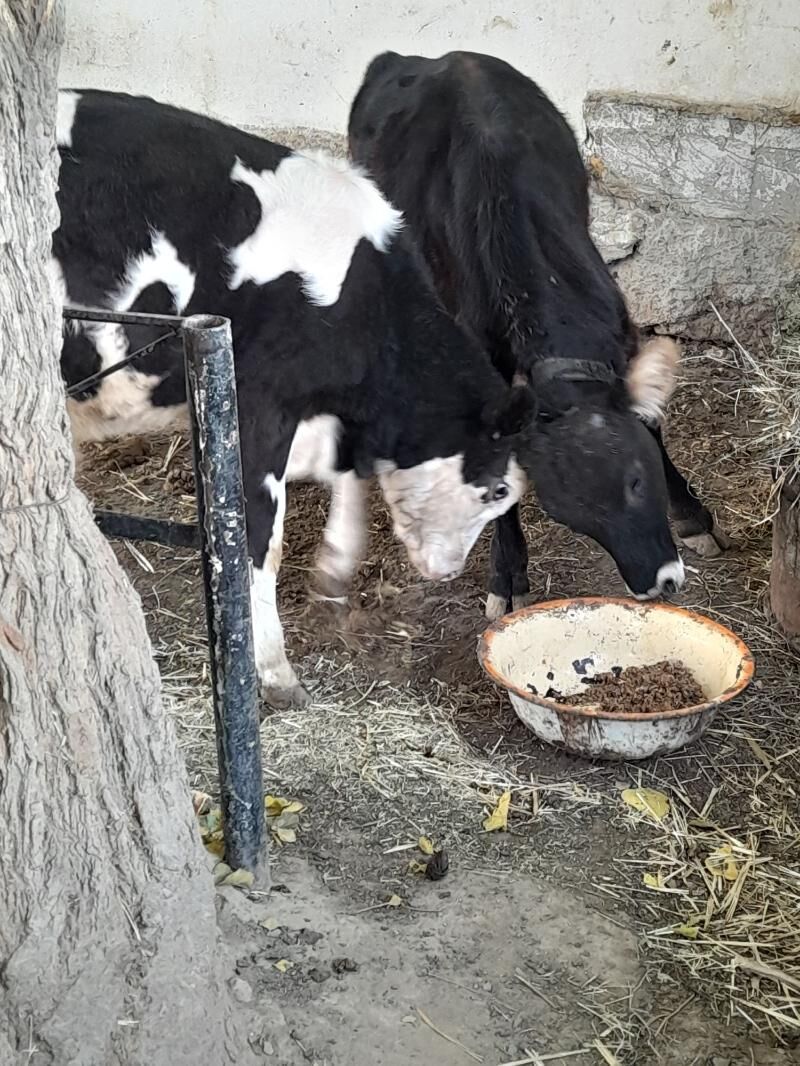 Ökuz tuwe - Багир - img 6