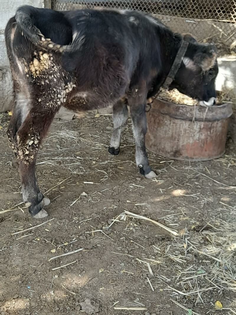 Ökuz tuwe - Багир - img 8