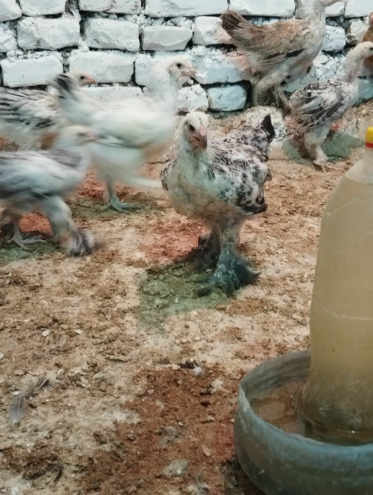 jüje hem towuk - Гёкдже - img 2