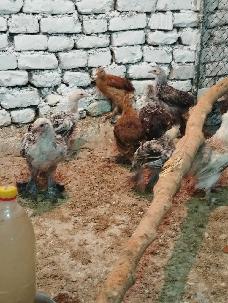 jüje hem towuk - Гёкдже - img 3