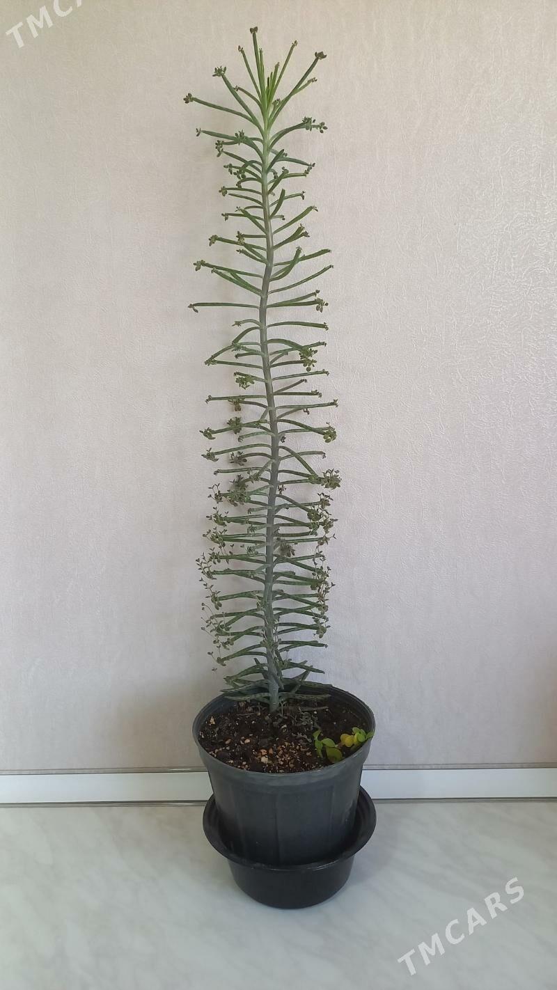 Dag guli - Mary - img 1