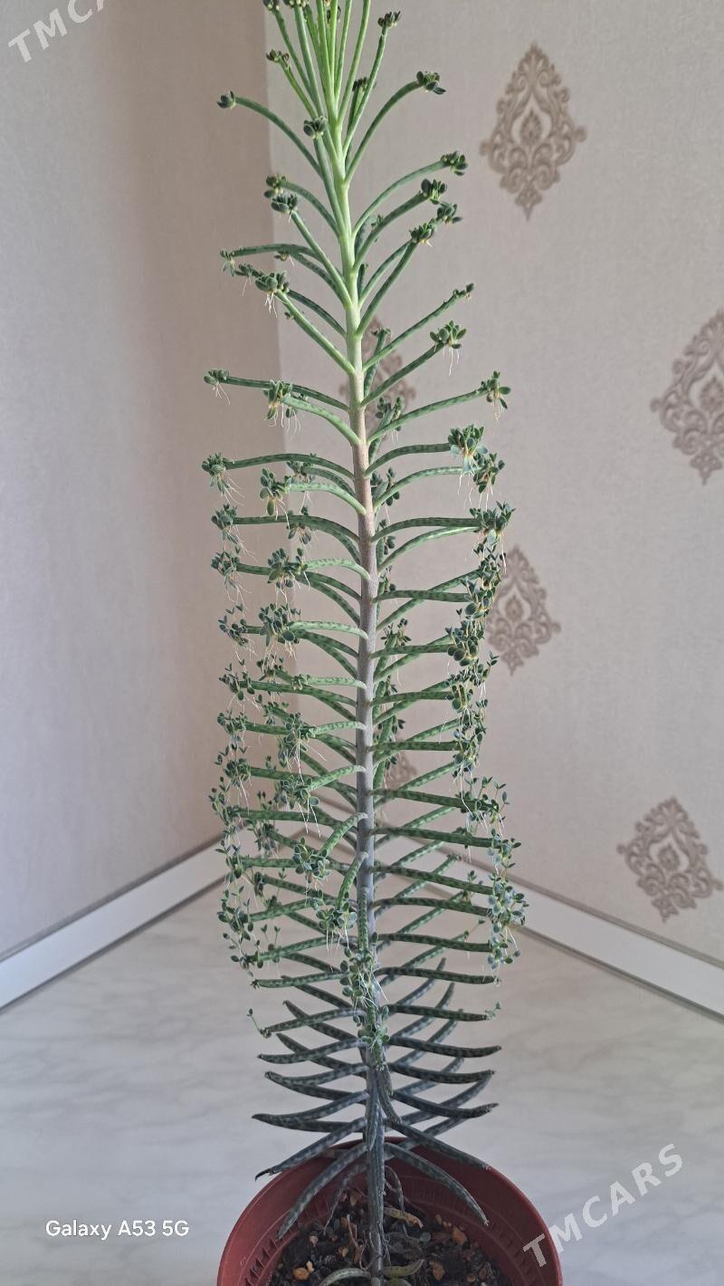 Dag guli - Mary - img 4