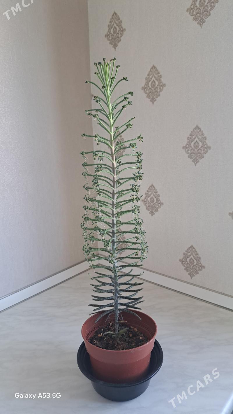 Dag guli - Mary - img 3