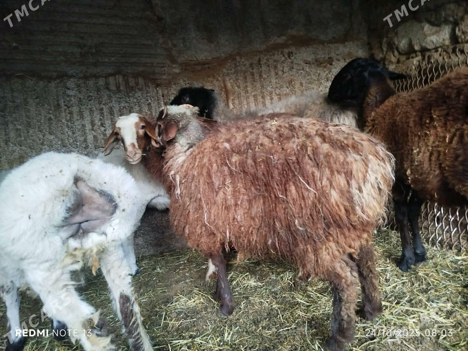 Tokly - Aşgabat - img 1