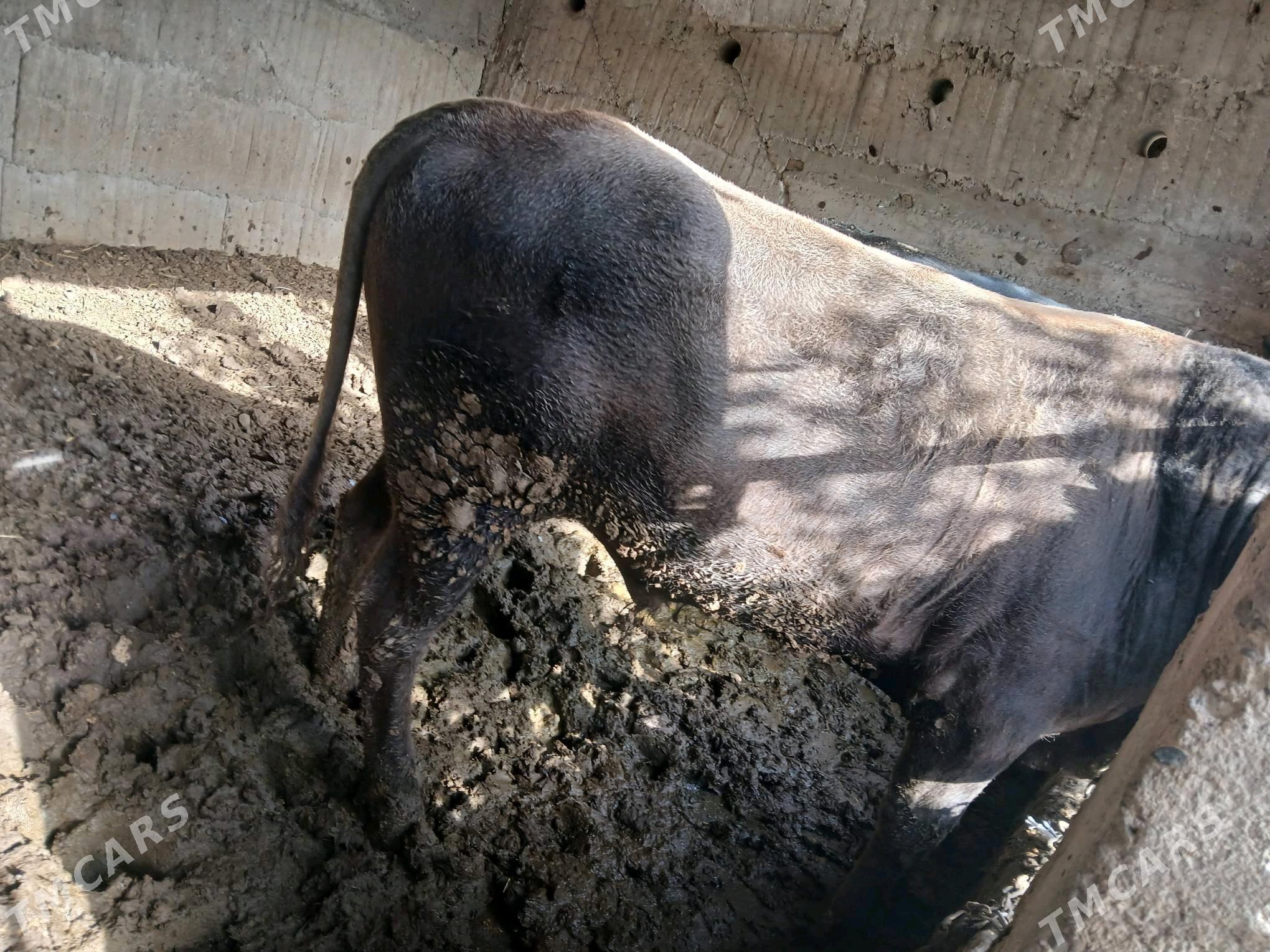 OkuzOkuz - Ашхабад - img 4