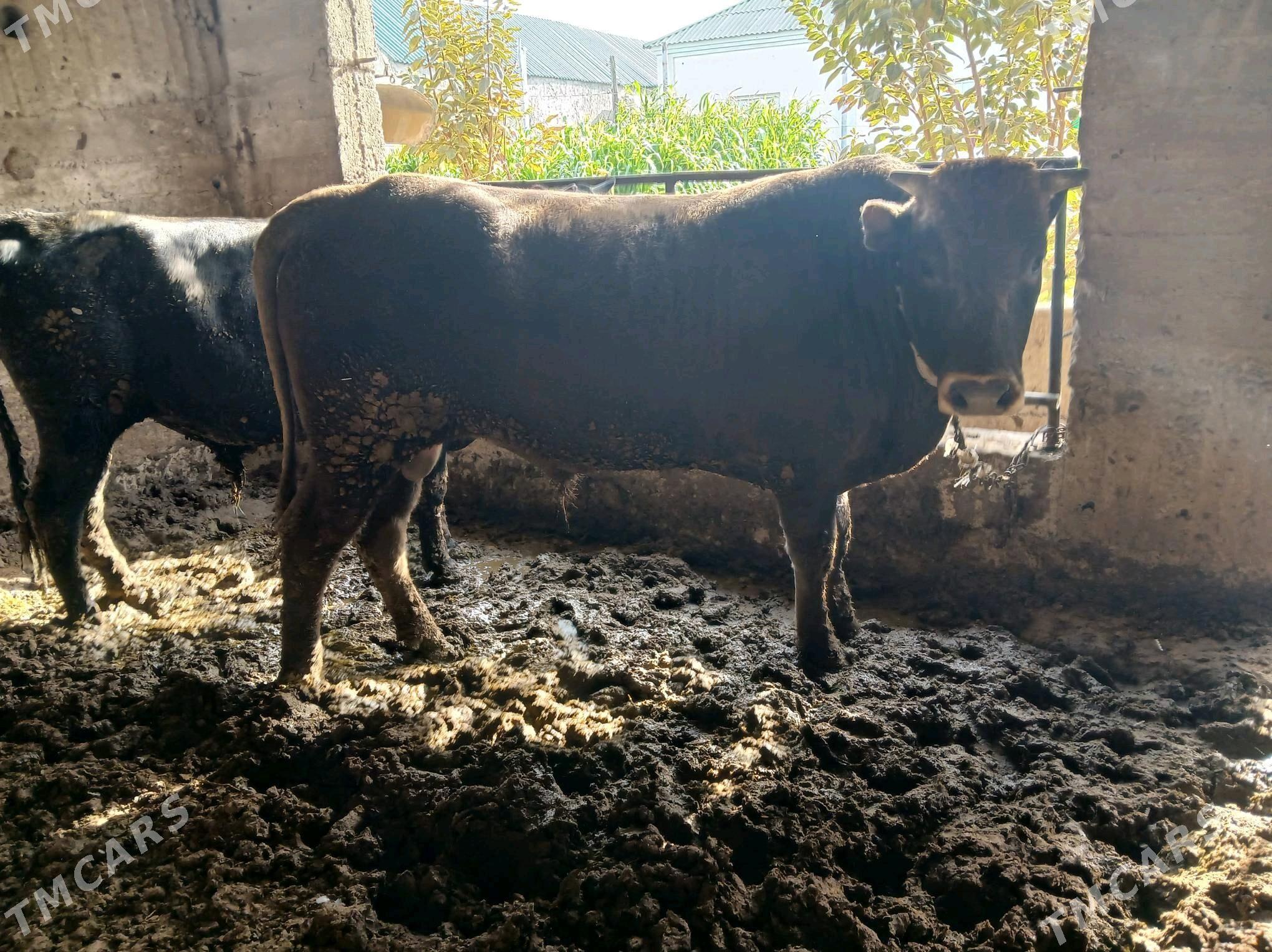 OkuzOkuz - Ашхабад - img 2