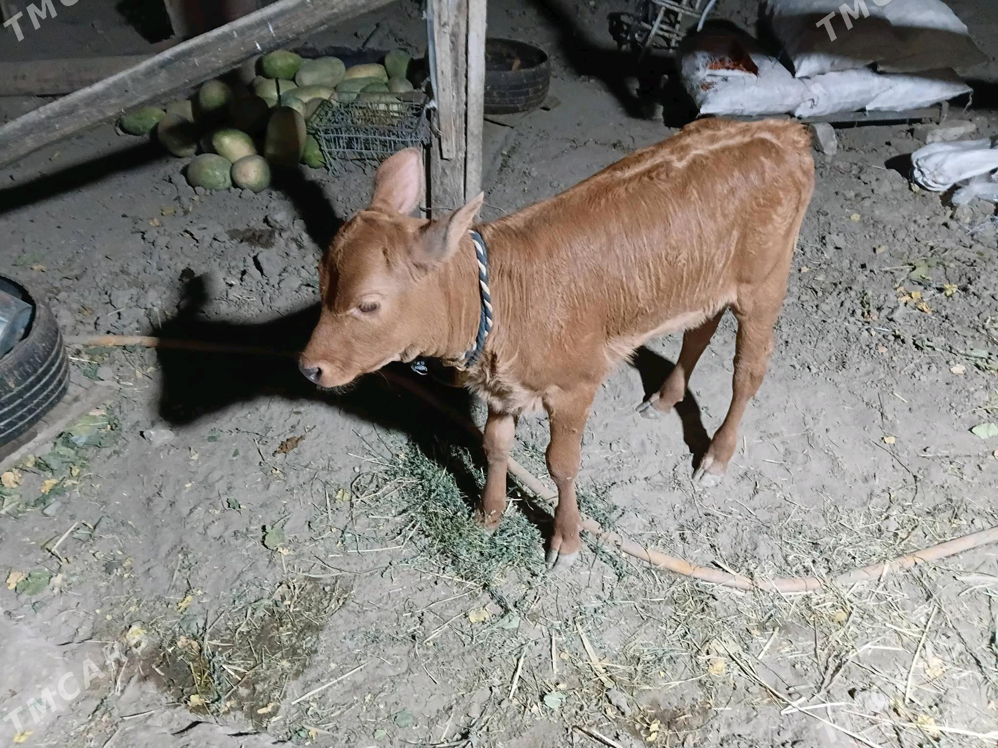 goleli sygyr - Гёкдепе - img 1