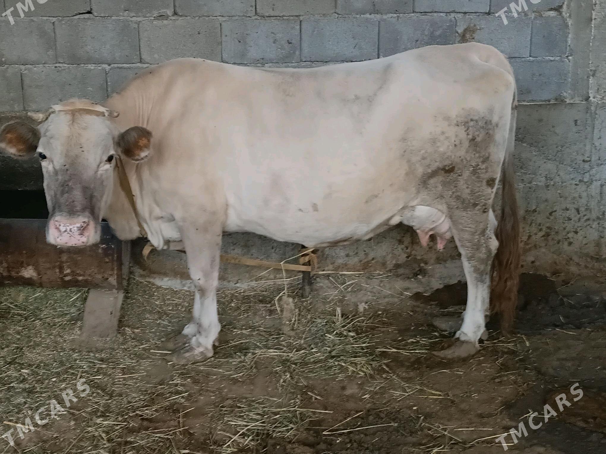 goleli sygyr - Гёкдепе - img 2