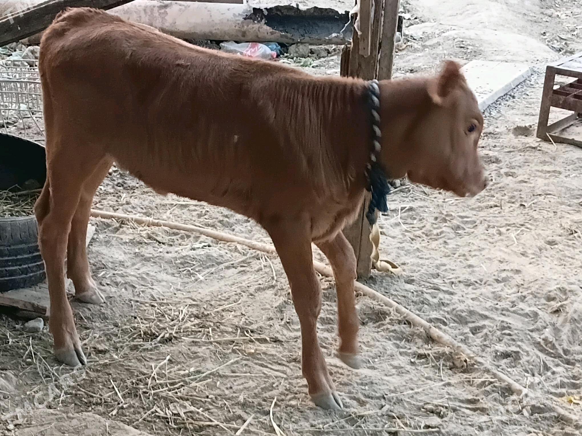 goleli sygyr - Гёкдепе - img 3