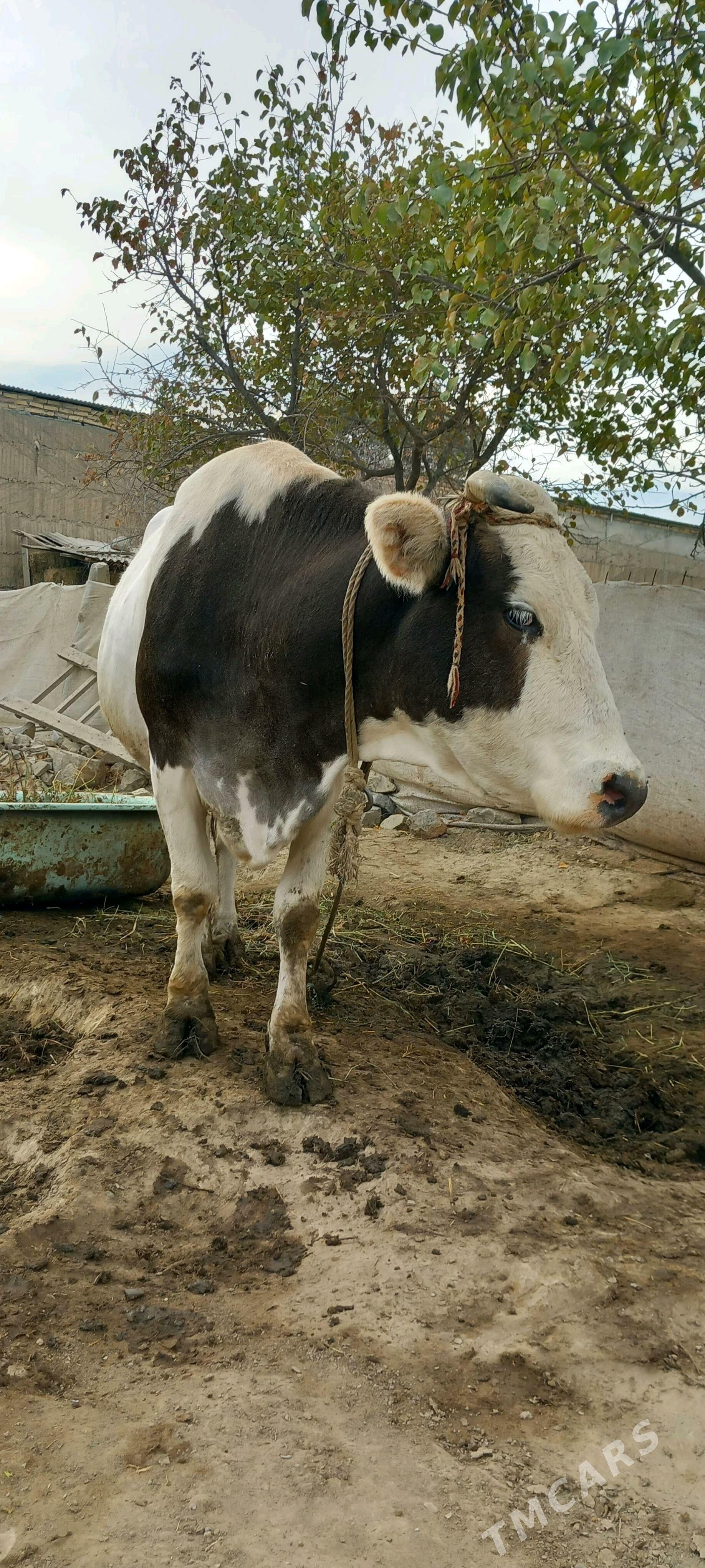 SYGYR - Гёкдепе - img 1