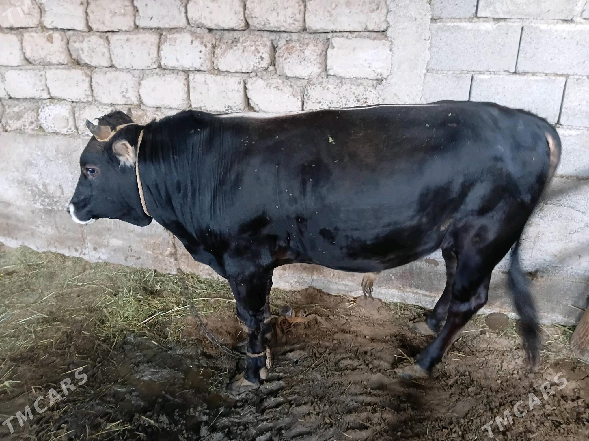 bakylan okuz - Гёкдепе - img 1