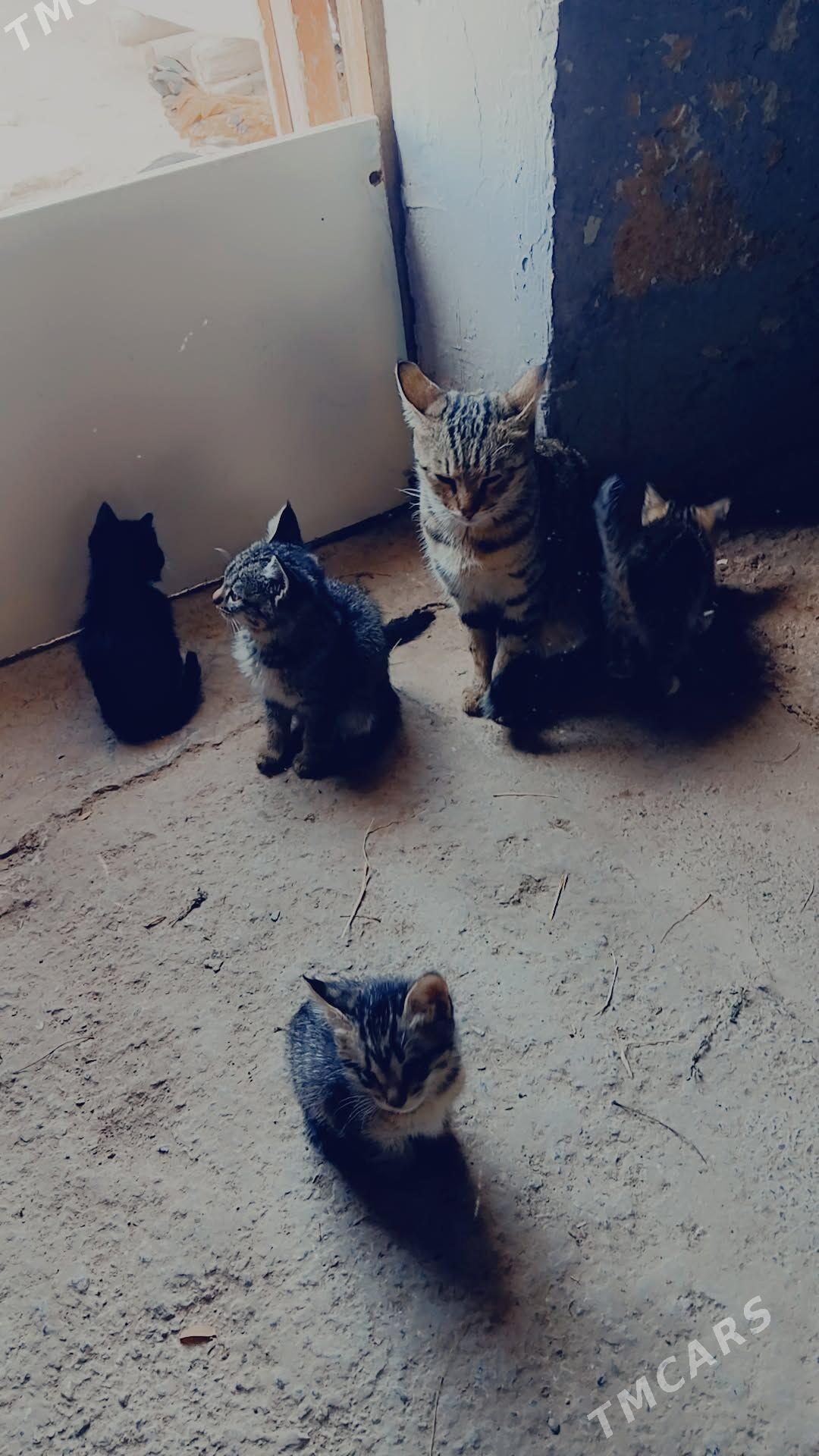 pisik - Boldumsaz - img 4