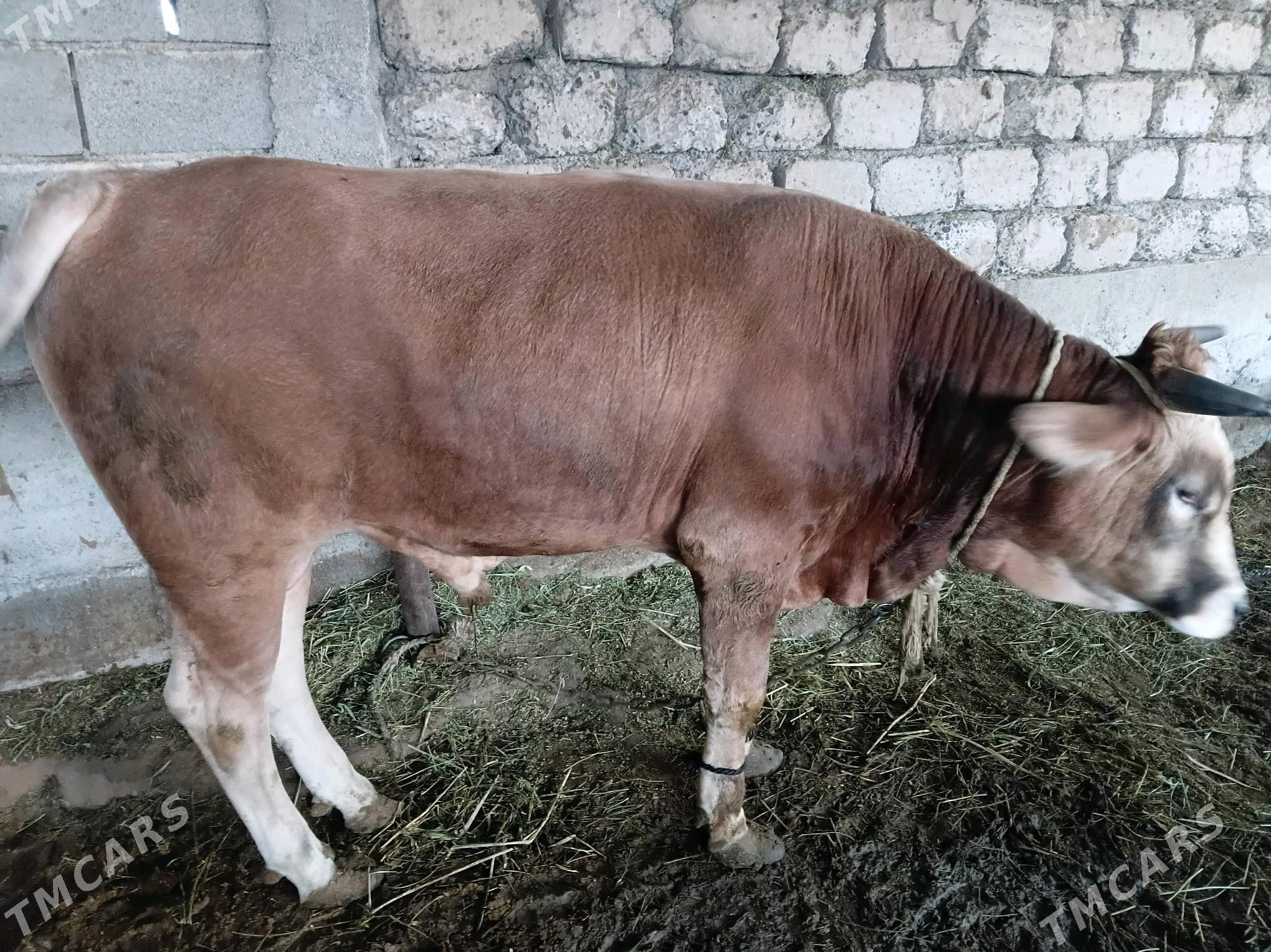 bakylan okuz - Гёкдепе - img 3