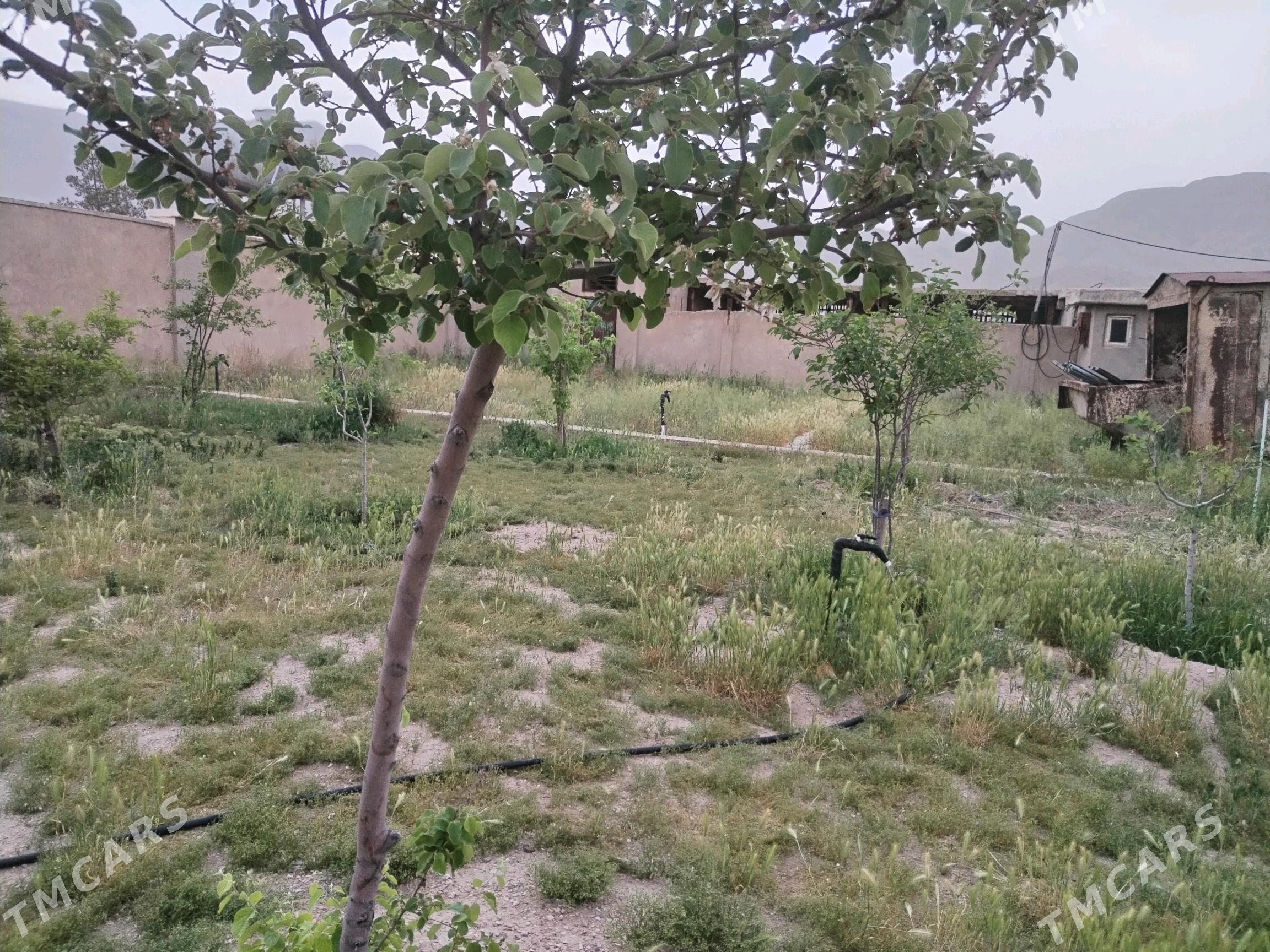 Emlak dacha - Balkanabat - img 3