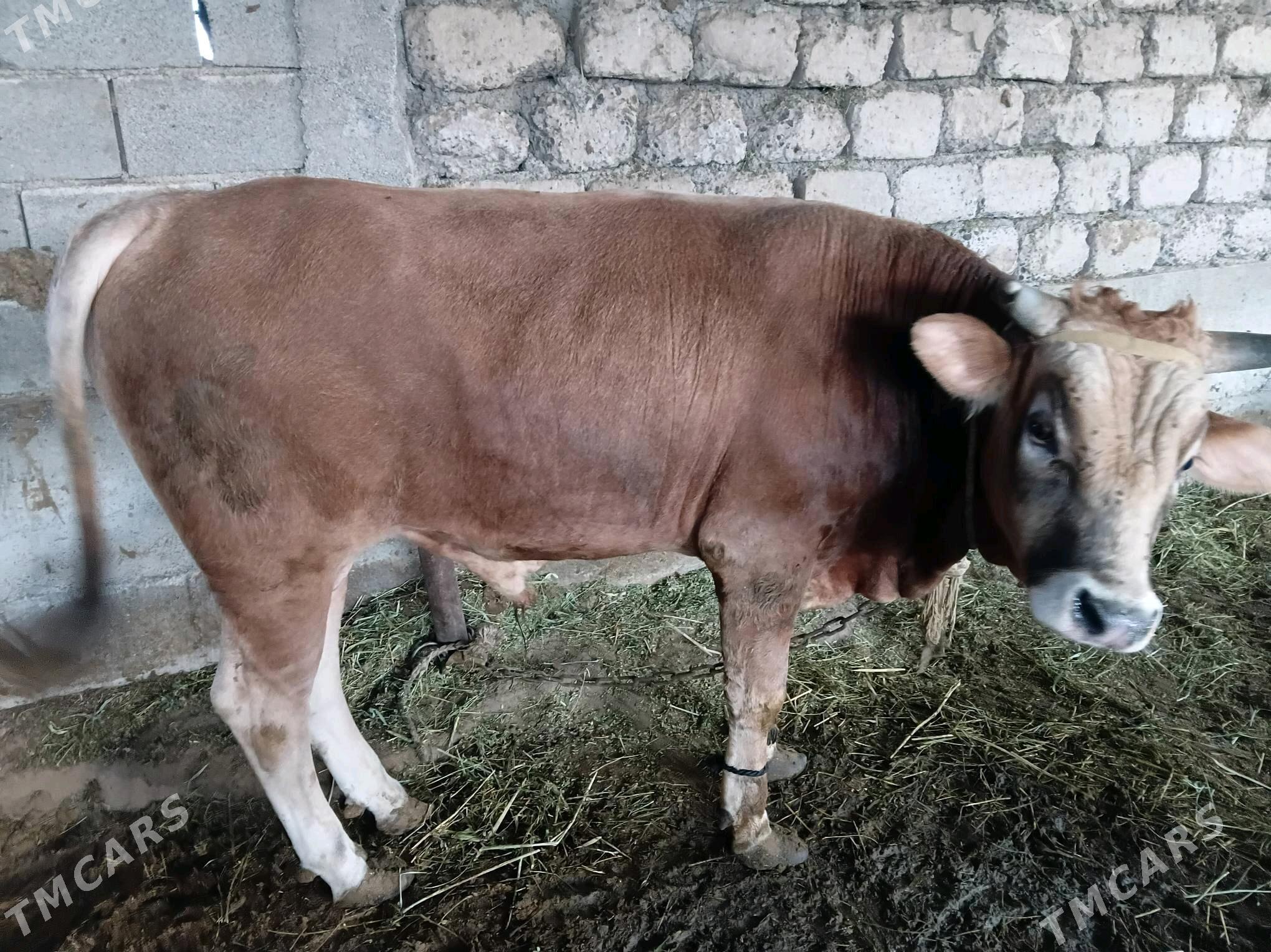 bakylan okuz - Гёкдепе - img 4