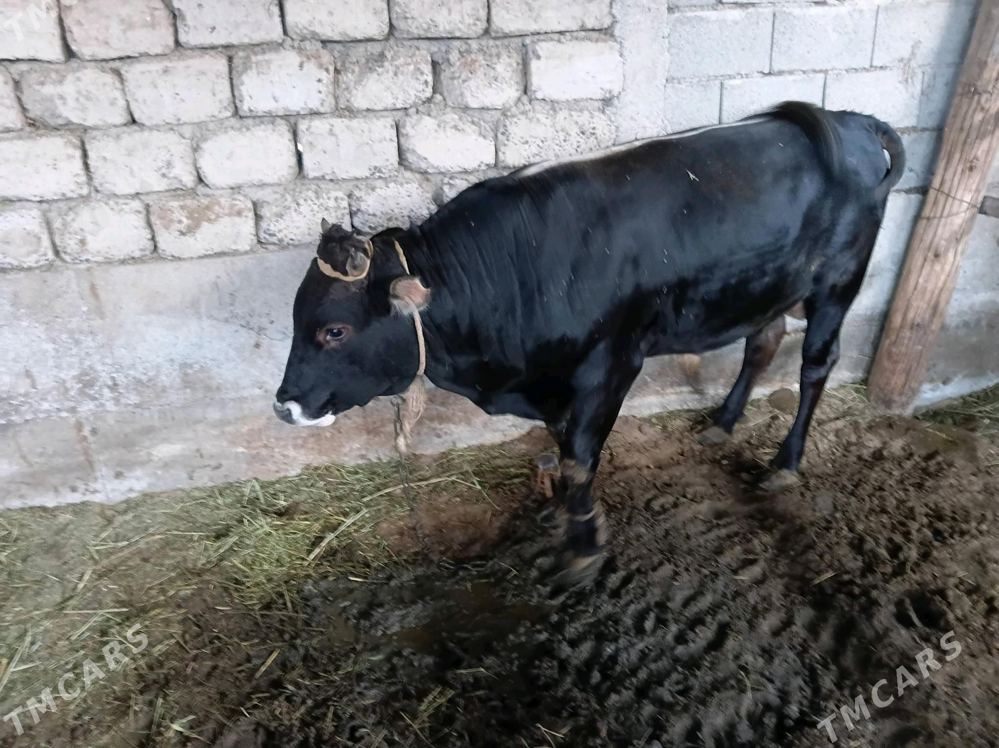 bakylan okuz - Гёкдепе - img 2