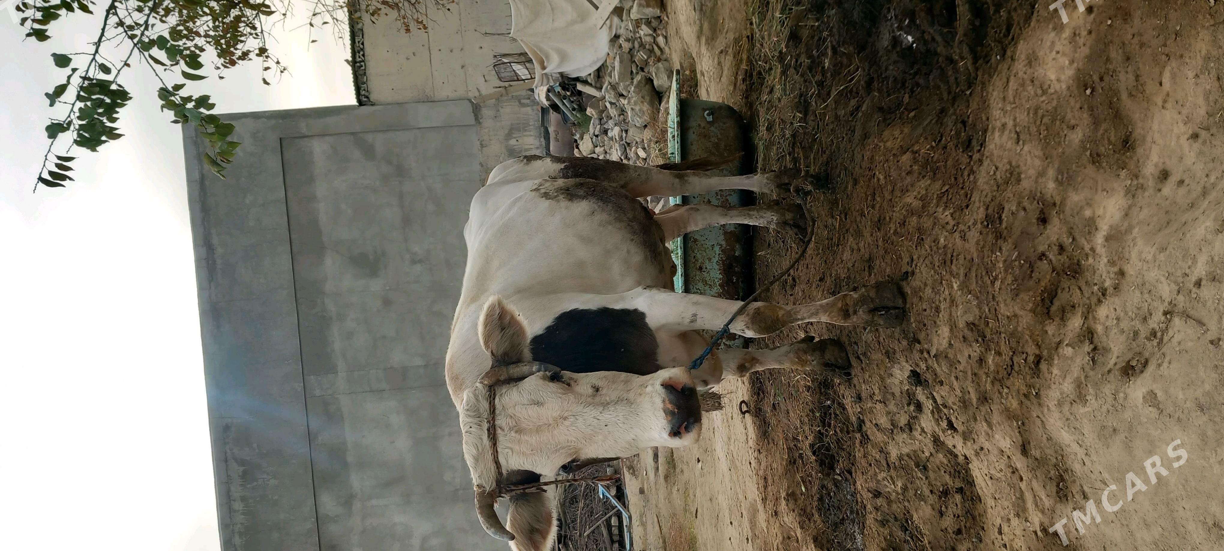 SYGYR - Гёкдепе - img 2