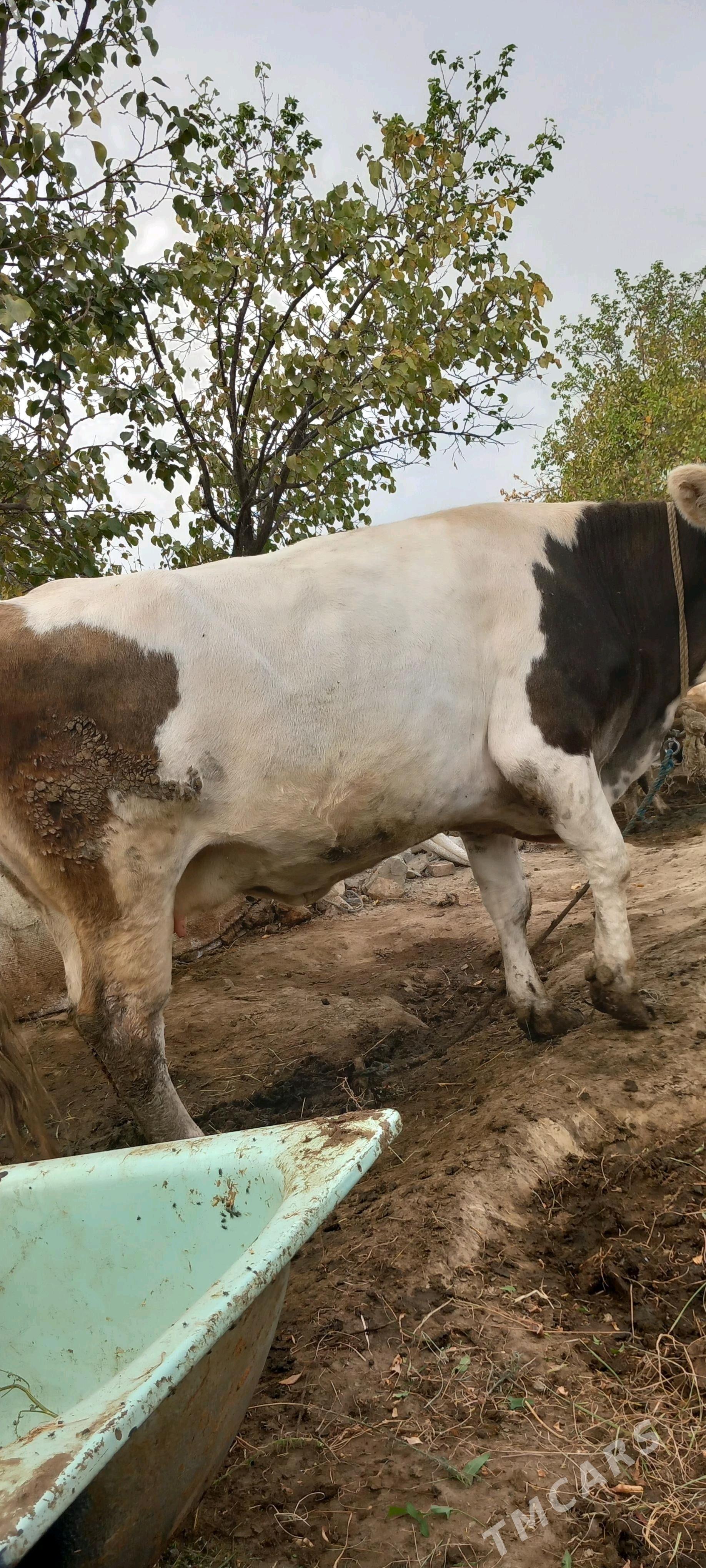 SYGYR - Гёкдепе - img 3