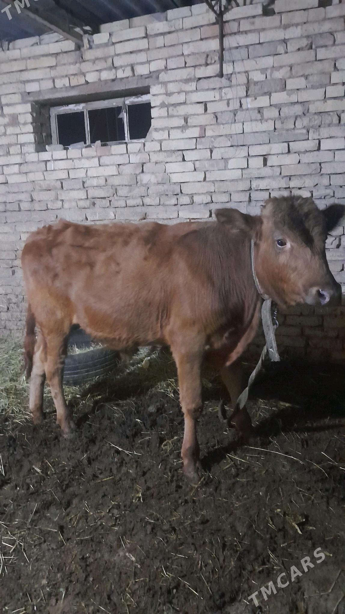 öküzce - Векильбазар - img 3