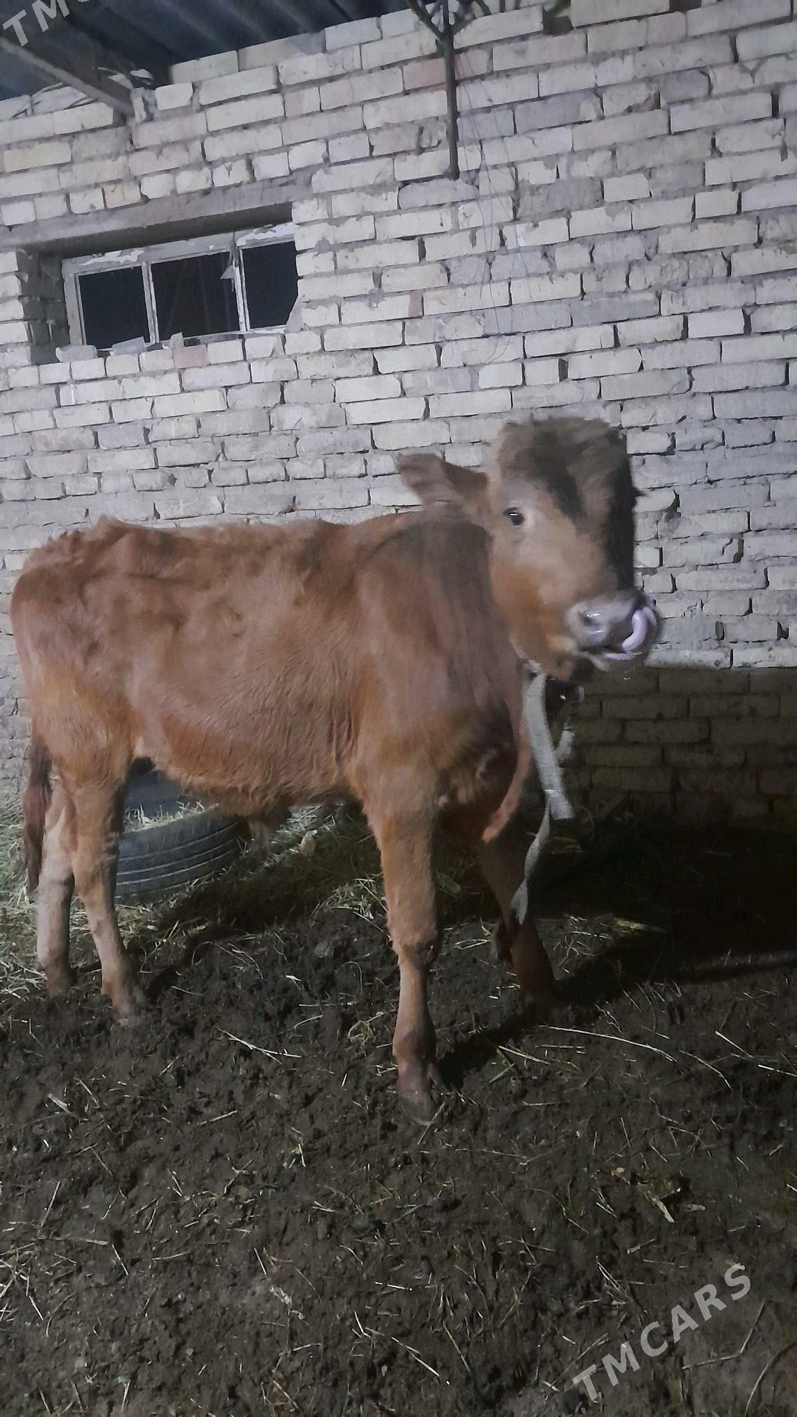 öküzce - Векильбазар - img 2